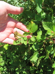 Physocarpus opulifolius