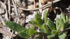Calibrachoa parviflora