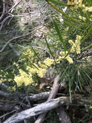 Acacia mucronata
