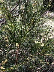 Acacia mucronata