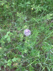 Allium maximowiczii