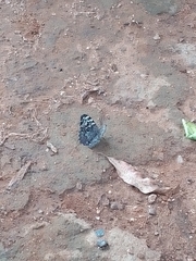 Hamadryas