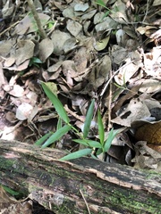 Oplismenus hirtellus