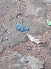 Hamadryas