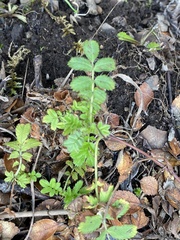 Acaena ovalifolia