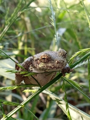 Hyla chrysoscelis