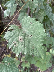 Vitis vulpina
