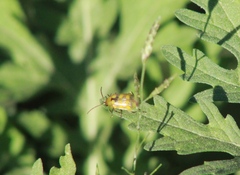 Diabrotica balteata