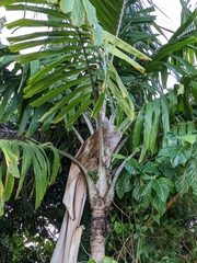 Aiphanes acanthophylla