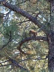 Tamiasciurus hudsonicus dakotensis