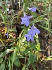 Lobelia amoena