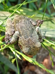 Hyla chrysoscelis