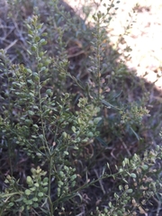 Lepidium ruderale