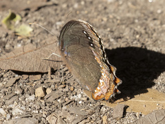 Gyrocheilus patrobas