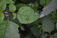 Cycloneda sanguinea