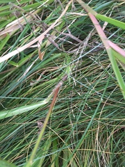 Echinochloa walteri