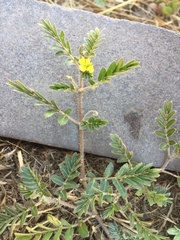 Tribulus terrestris