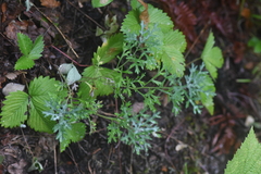 Artemisia michauxiana