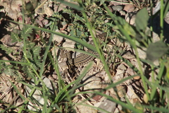 Aspidoscelis exsanguis