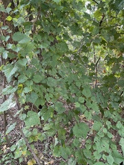 Vitis vulpina
