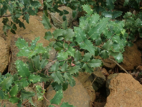 Berberis alpina (Berberis alpina)