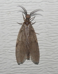 Chauliodes