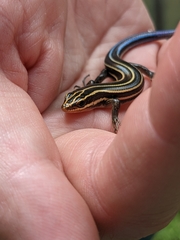 Plestiodon