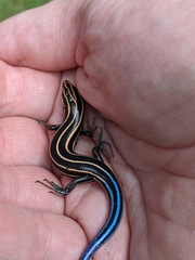 Plestiodon