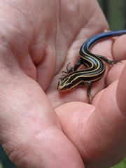 Plestiodon
