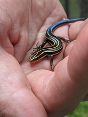 Plestiodon