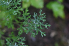 Artemisia michauxiana