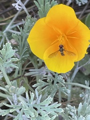 Fazia micrura
