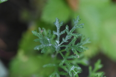 Artemisia michauxiana