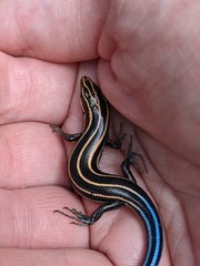 Plestiodon
