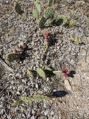 Opuntia