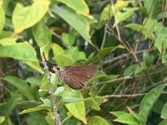 Asbolis capucinus