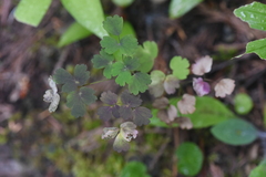 Thalictrum occidentale