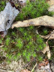 Polytrichum commune