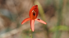 Penstemon labrosus