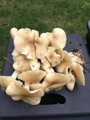 Hygrophorus chrysodon