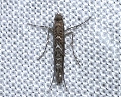 Neurobathra strigifinitella