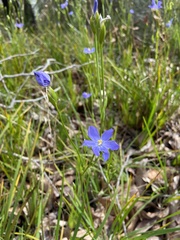 Orthrosanthus polystachyus