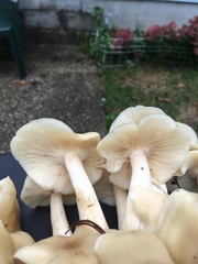 Hygrophorus chrysodon