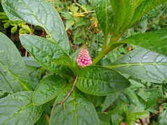 Phytolacca bogotensis