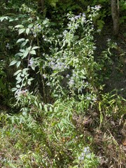 Symphyotrichum prenanthoides