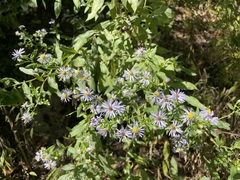 Symphyotrichum prenanthoides
