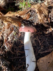 Gomphidius subroseus