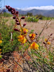 Erythrostemon angulatus