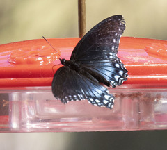 Limenitis arthemis arizonensis