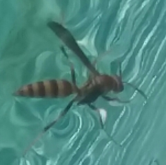 Polistes exclamans
